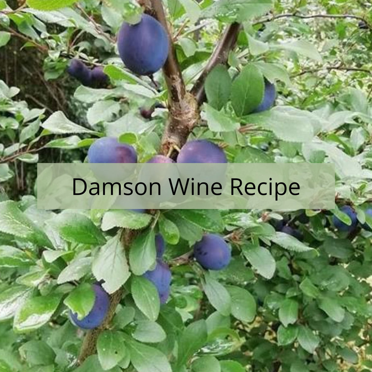 Damson Wine Recipe Almost Off Grid