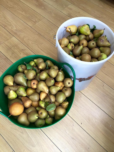 Sourcing Pears for Making Pear Cider or Perry... for free.