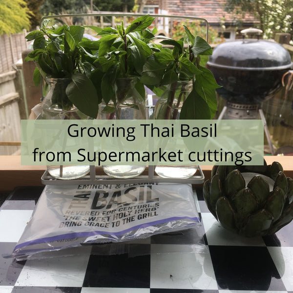 Growing Thai Basil from Supermarket Cuttings
