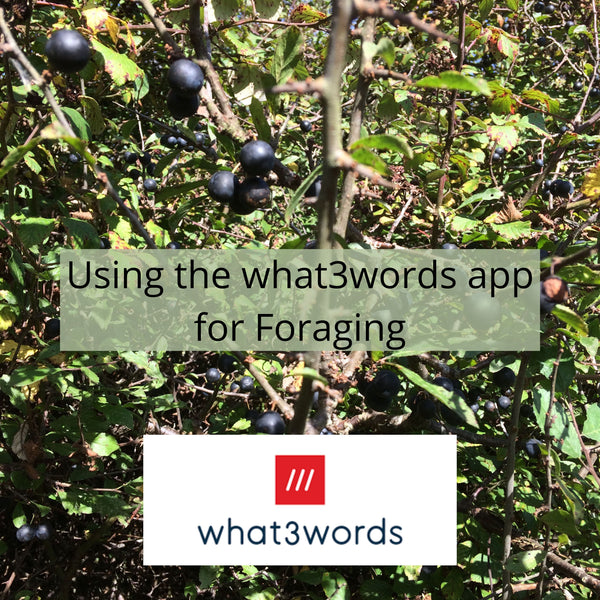 Using What3words for Foraging