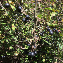 Load image into Gallery viewer, Almost Off Grid Sloe Gin and Sloe Port Kit (Solid) - Almost Off Grid