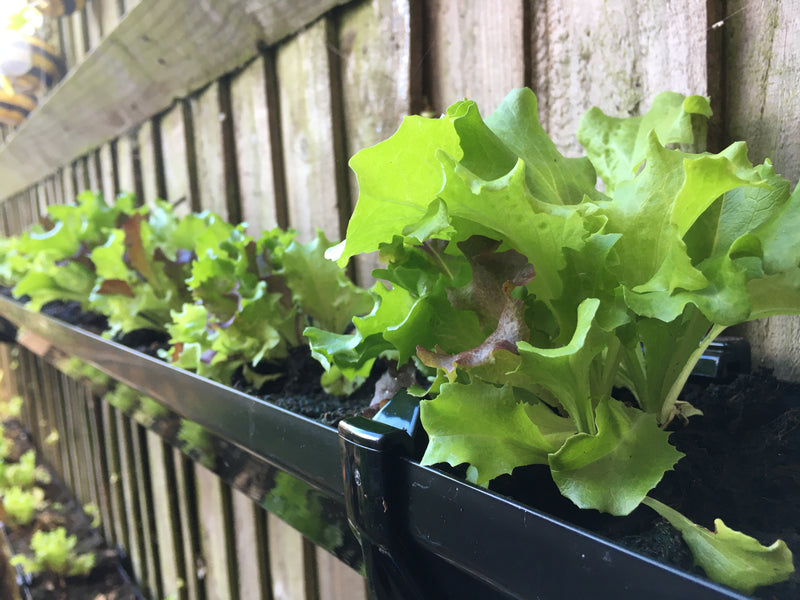Growing Salad Leaves in Rain Guttering