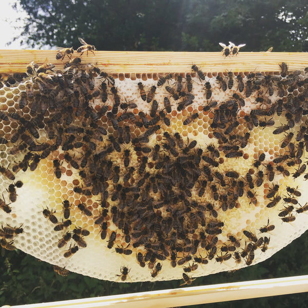 What we've learned about Sustainable Beekeeping