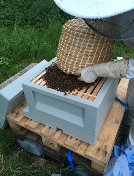 Getting started in Beekeeping - and why a swarm on the ground may not be good