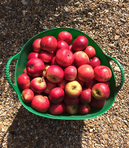 Happy 15 July, aka Apple Christening Day, aka St Swithins Day