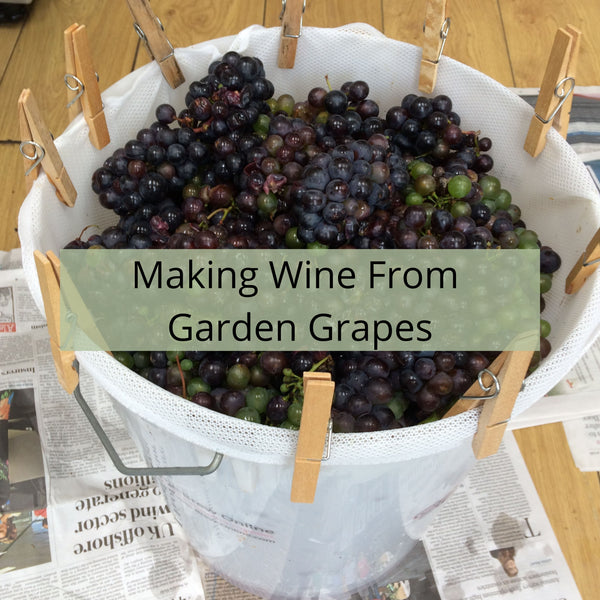 Making Wine from Garden Grapes - a Beginner's Guide