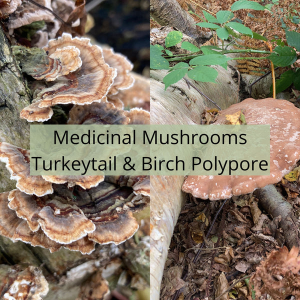 Medicinal Mushrooms: Turkey Tail and Birch Polypore
