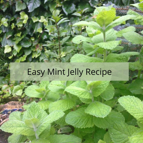 Easy Mint Jelly Recipe. It's not Green, and that's great.