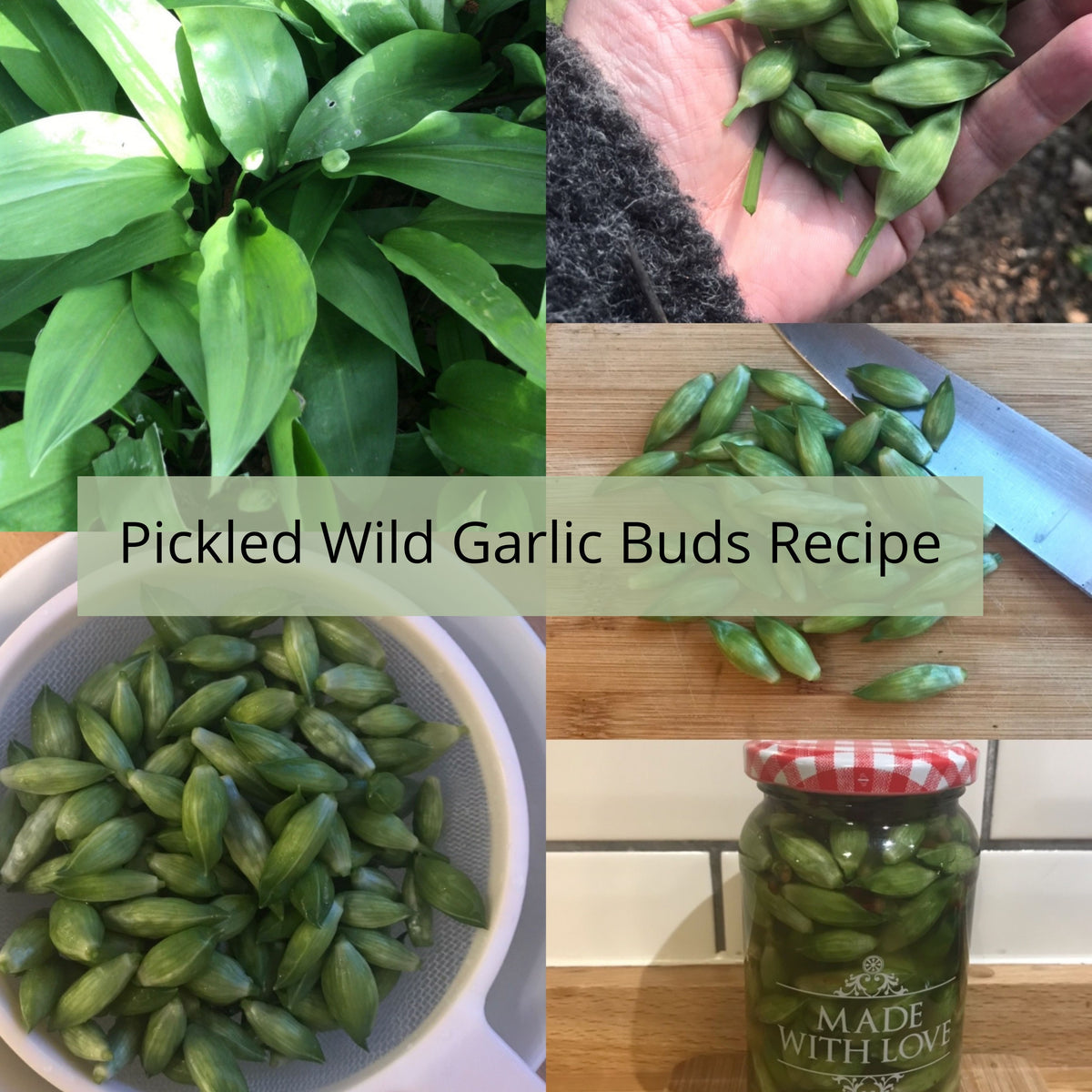 Pickled Wild Garlic Buds Recipe Almost Off Grid