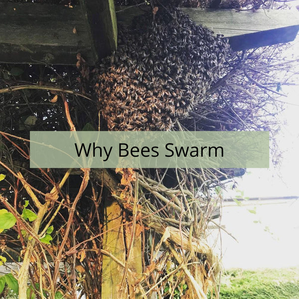 Why Honey Bees Swarm, and who to call when they do