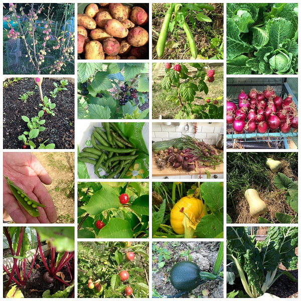 Getting to grips with an allotment - one year on
