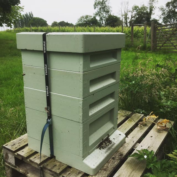 Beekeeping - losing your first bee colony