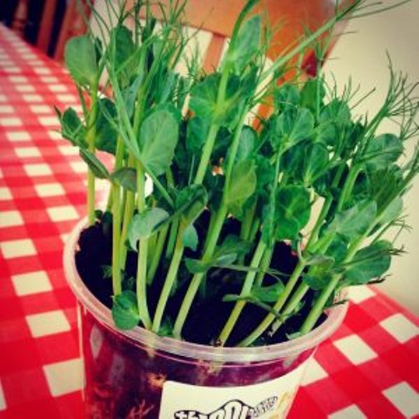Grow Your Own Pea Shoots All Year Round