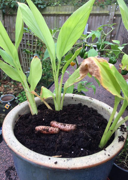 Growing Turmeric in a pot... yes you can