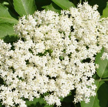 Load image into Gallery viewer, Elderflower Cordial Set
