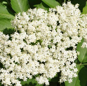 Elderflower Cordial Set