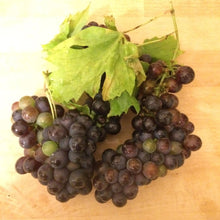 Load image into Gallery viewer, Handcraft Supplies White Grape Juice Concentrate - 250ml - Almost Off Grid
