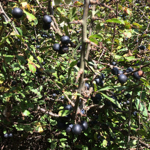 Almost Off Grid Sloe Gin and Sloe Port Kit (Solid) - Almost Off Grid